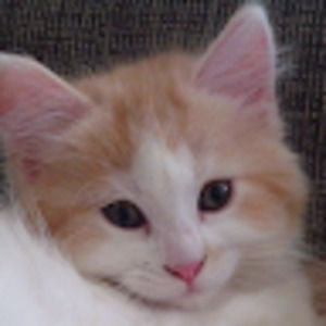 Meet your Posher, Shahryar